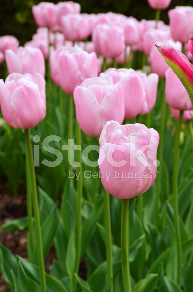 Pink Tulips Stock Photo | Royalty-Free | FreeImages