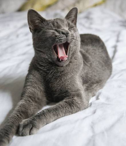 cat Grey cat yawning