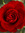 Wild_irish_rose's icon