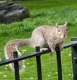 The Book Squirrel