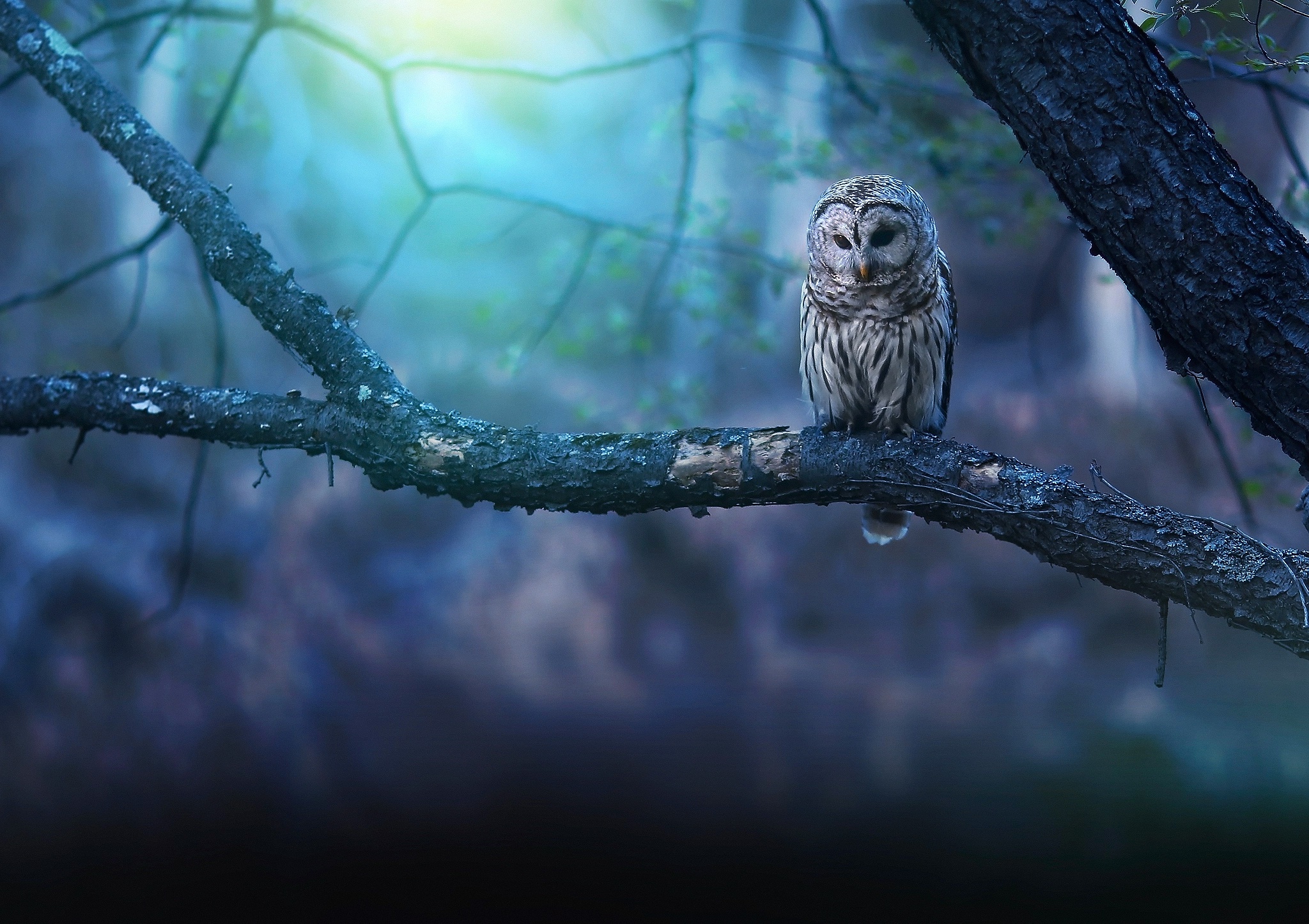 Full Hd Wallpaper Owl Predator Branch Forest Desktop Backgrounds Hd 1080p