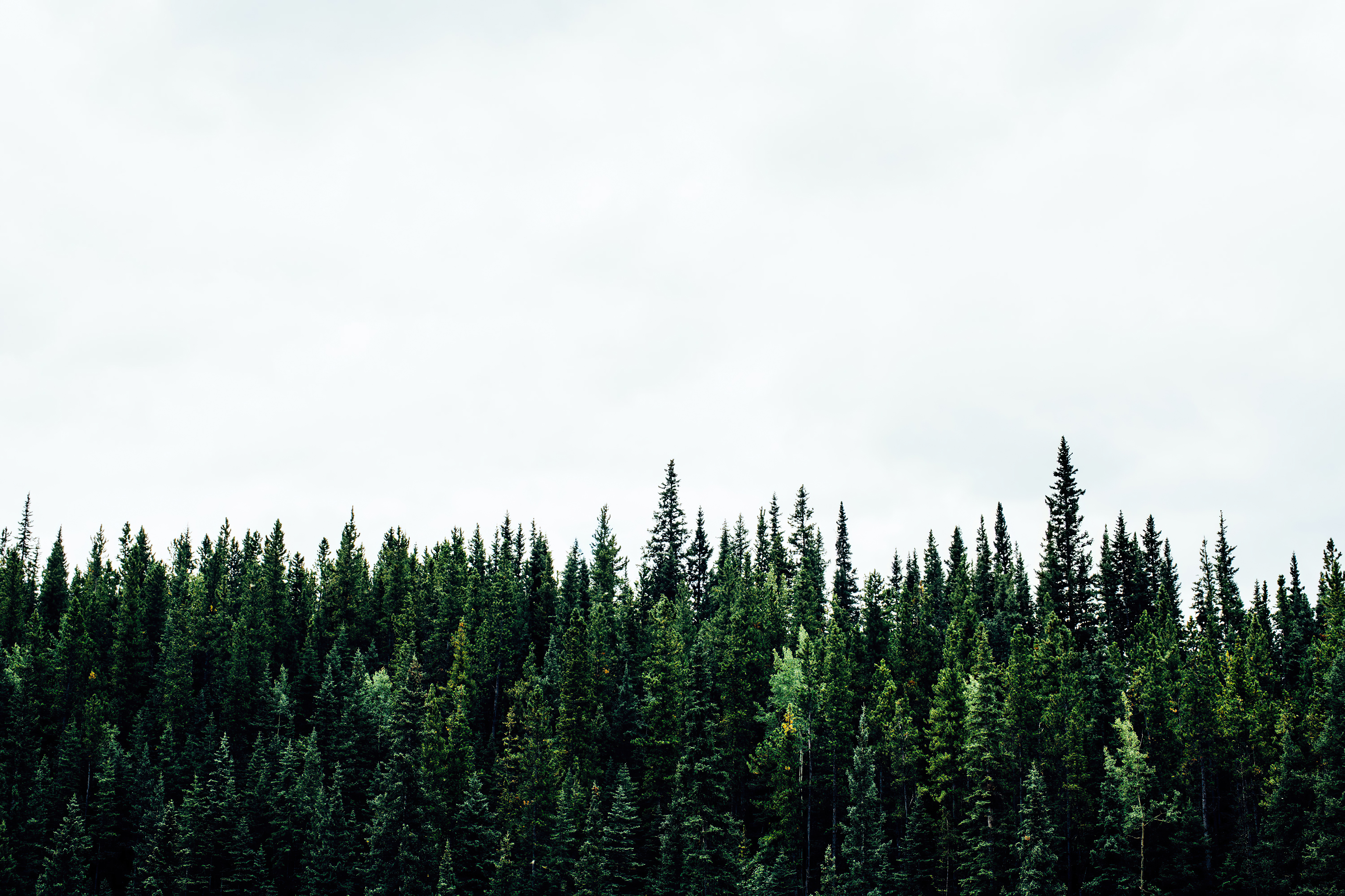 Green Trees Wallpaper 4K Pine trees Reflections Lake 6315