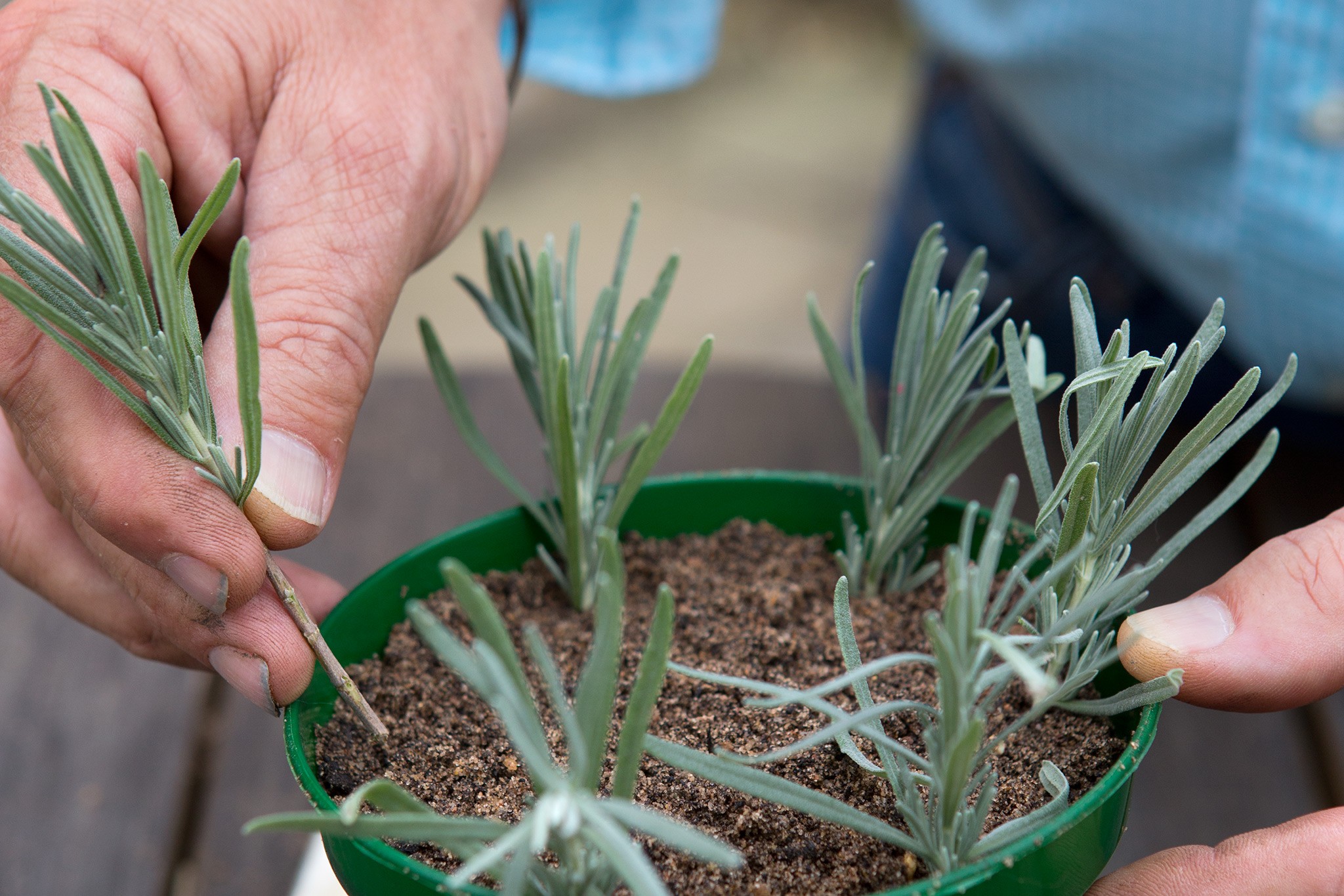 Taking lavender cuttings