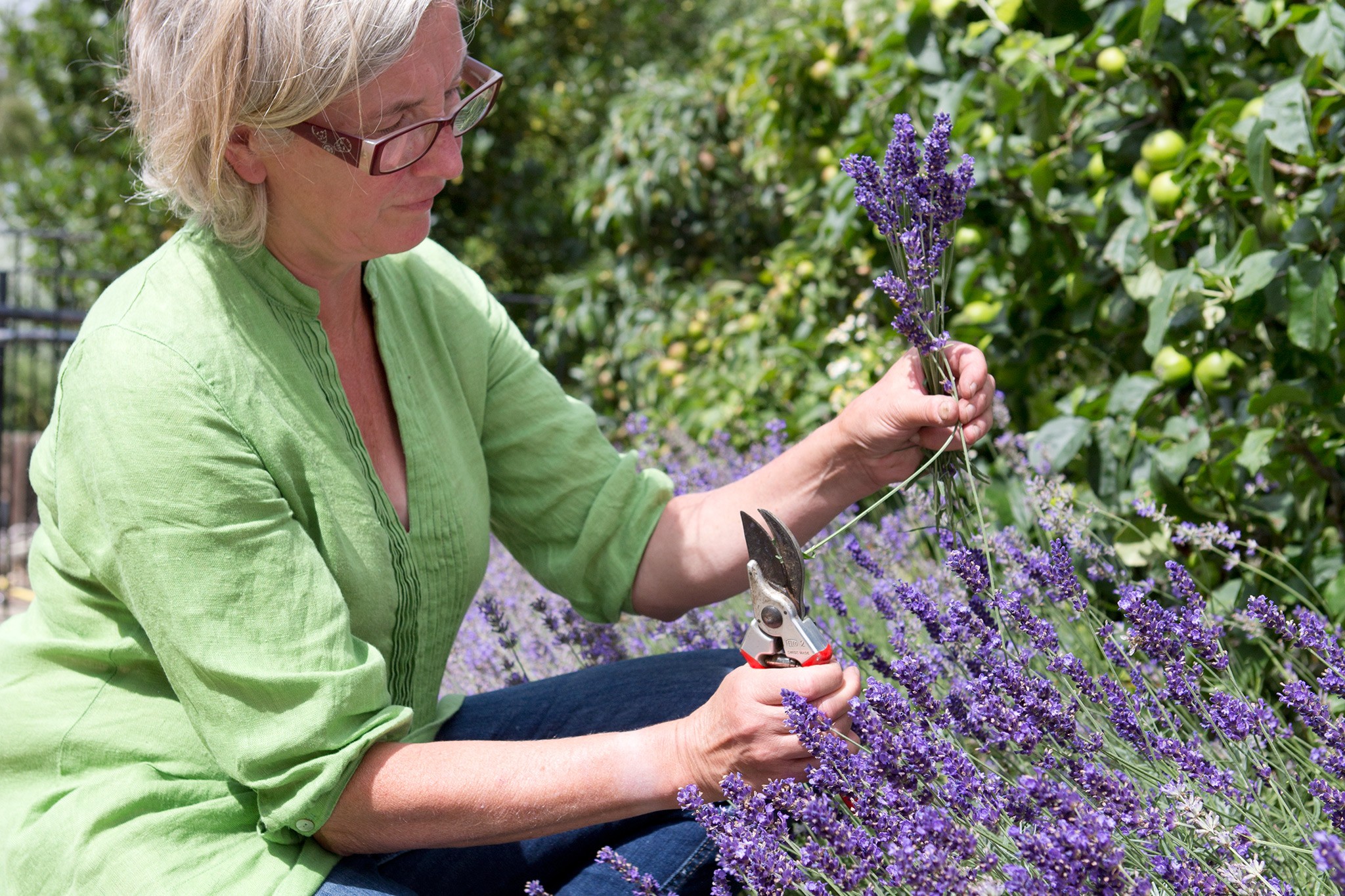 Cutting the lavender stems