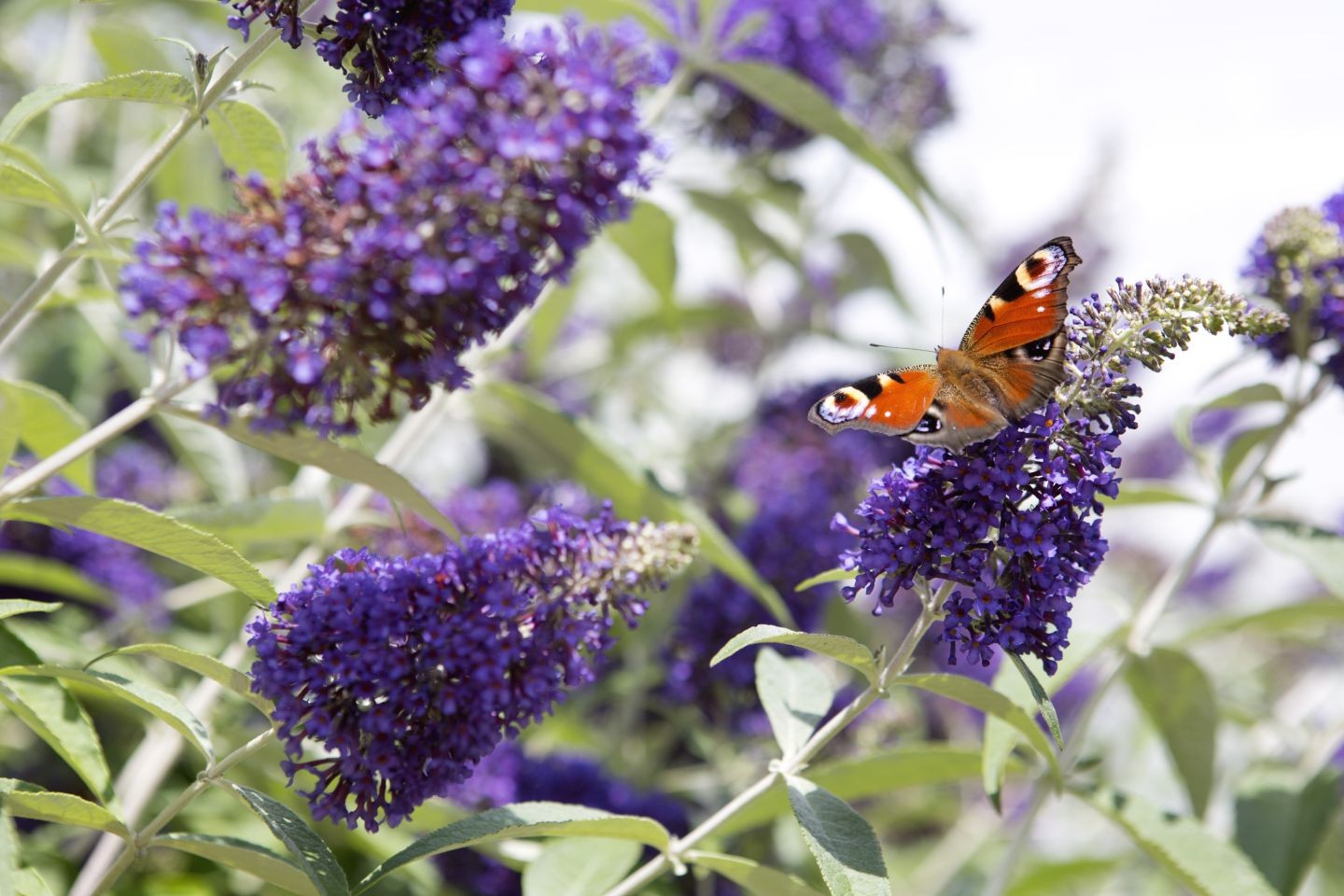 Buddleja