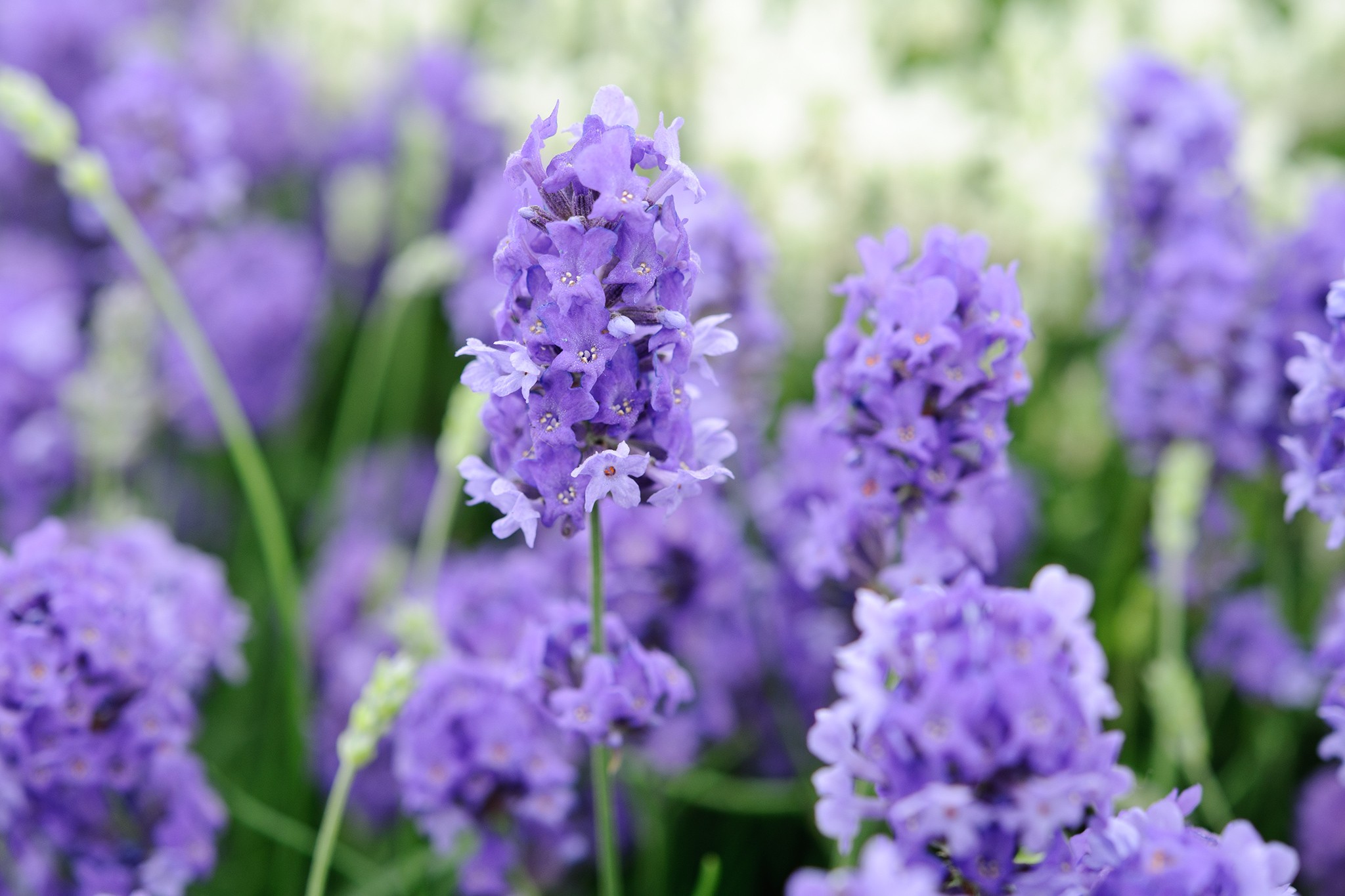 Lavandula angustifolia Lullaby Blue