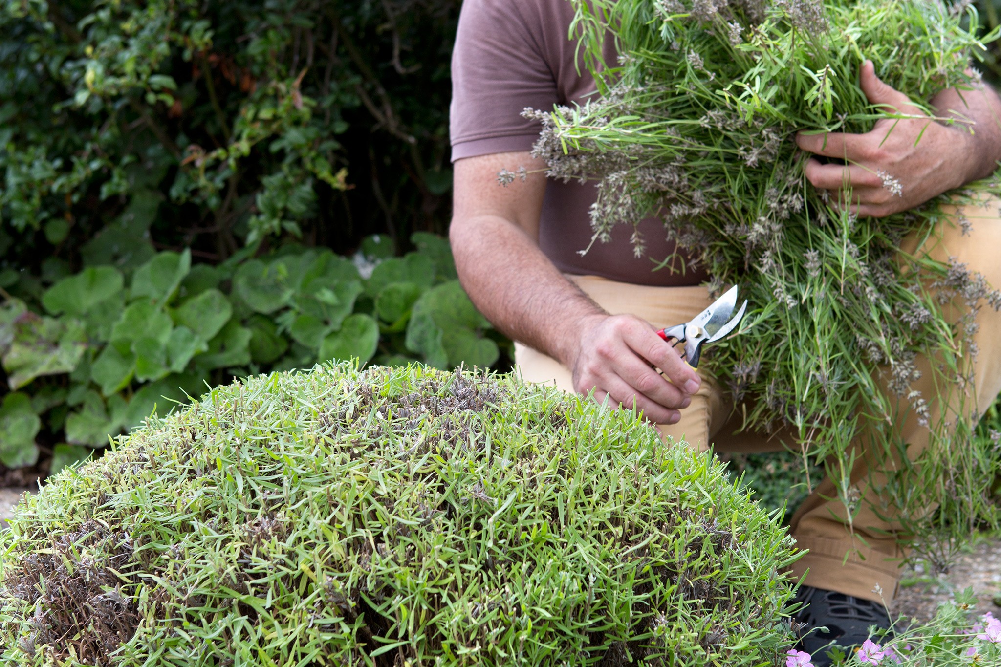 What to prune in autumn - pruning lavender