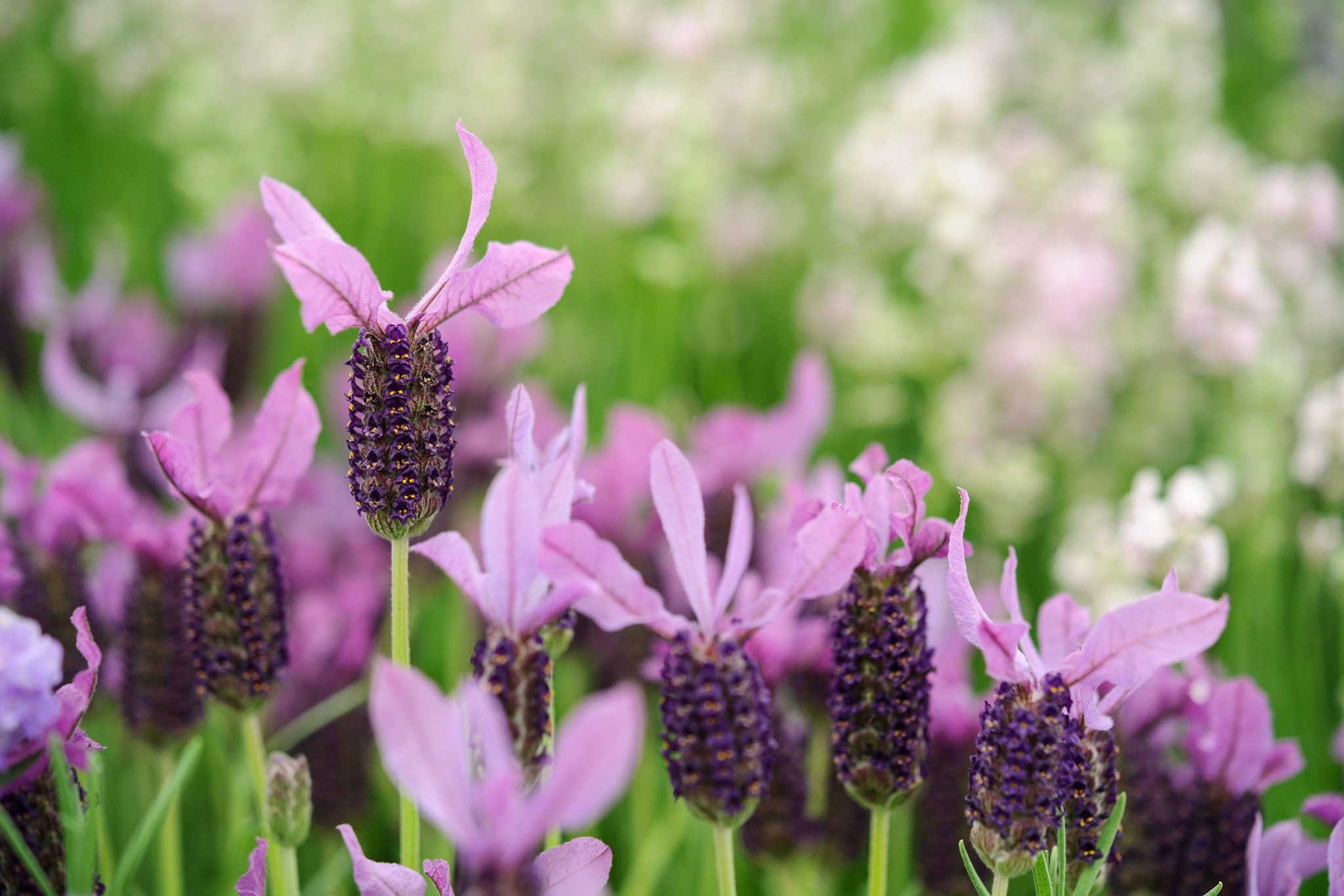 Lavandula stoechas Willow Vale