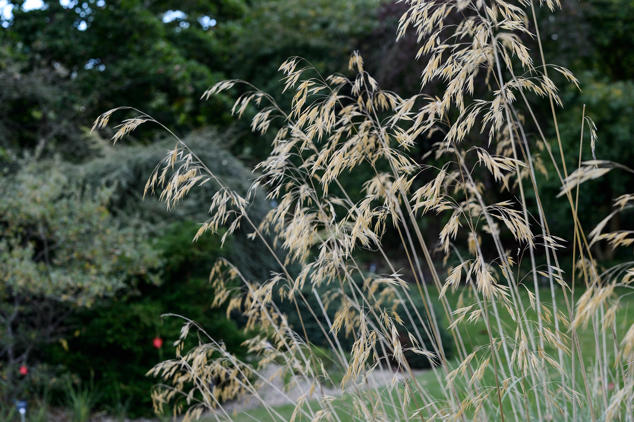 Stipa gigantea