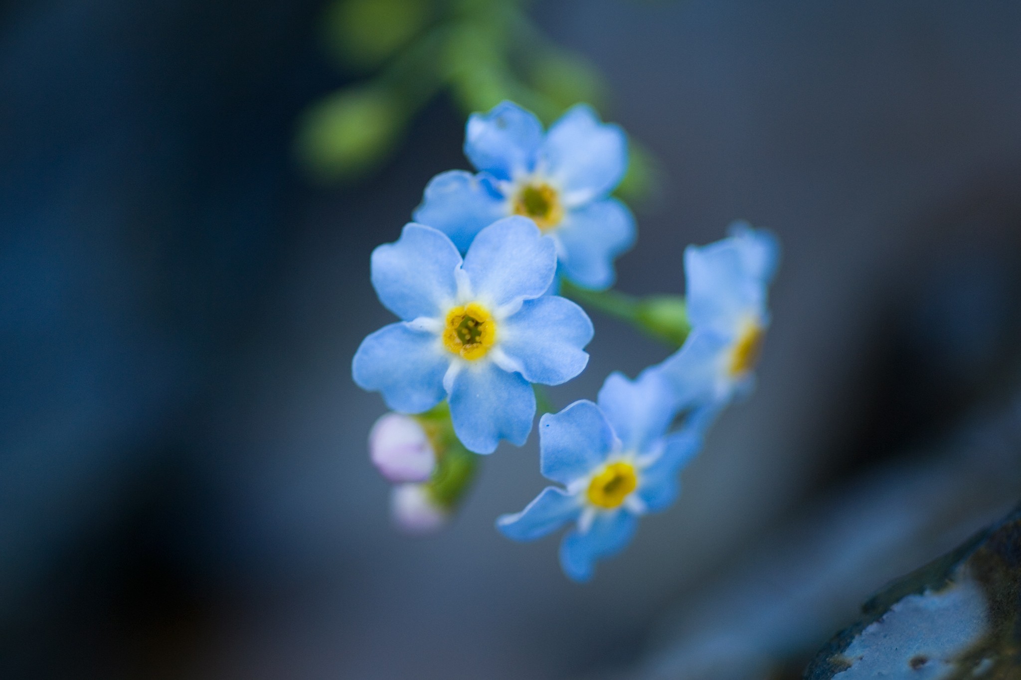 Water forget-me-not