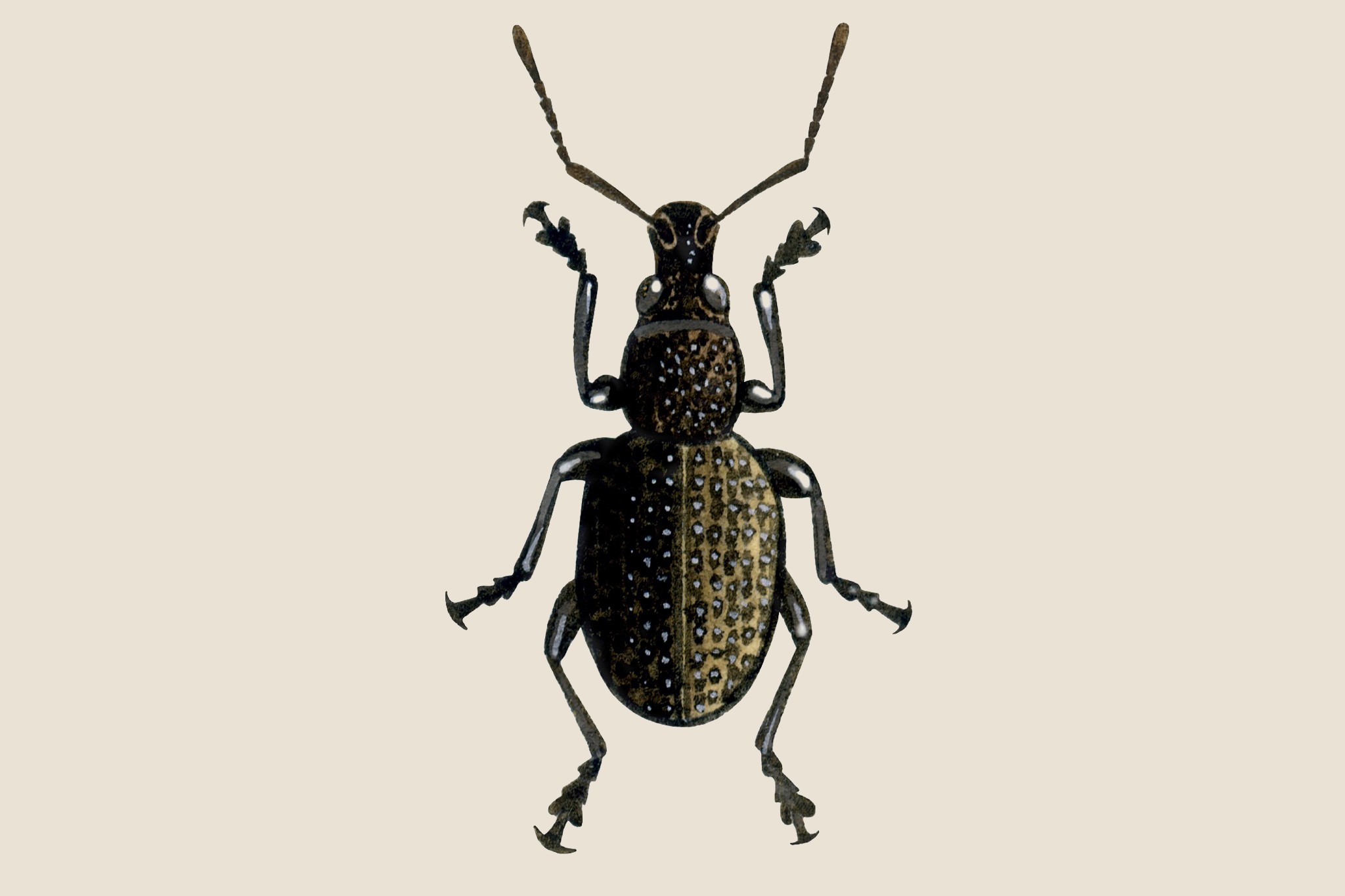 Vine weevil, Otiorhynchus sulcatus