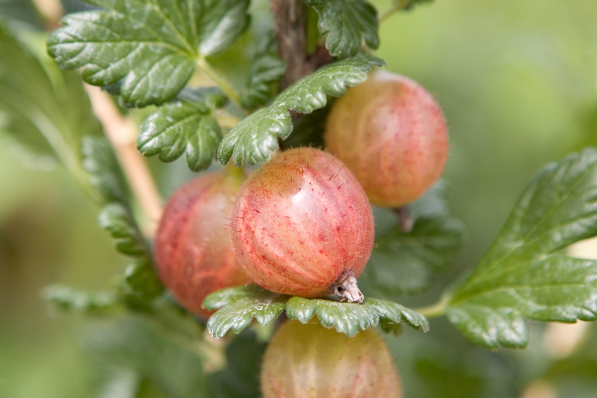 How to grow gooseberries - gooseberry varieties to grow