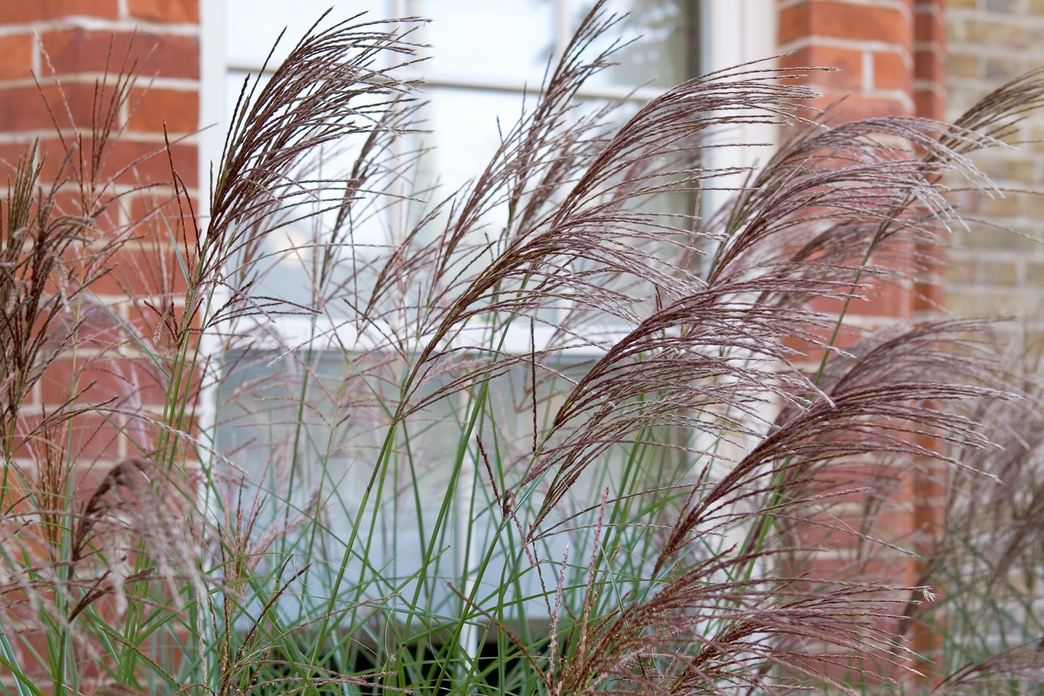 Miscanthus grasses growing in front of a window for privacy