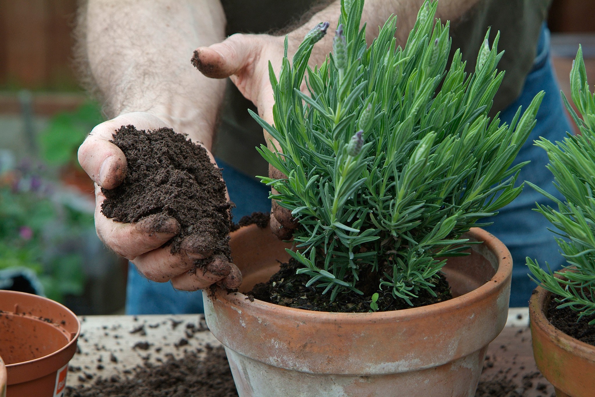 Planting lavender in pots