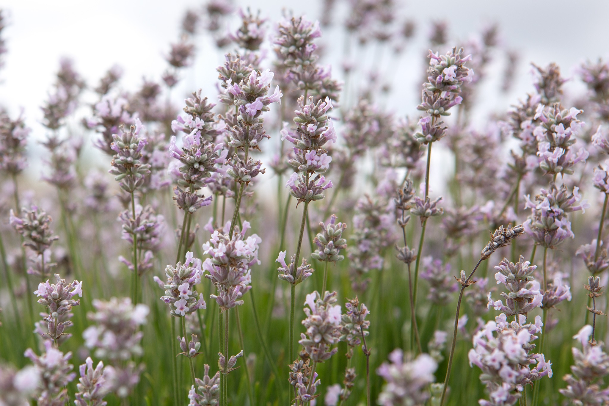 Lavandula angustifolia 'Lady Ann'