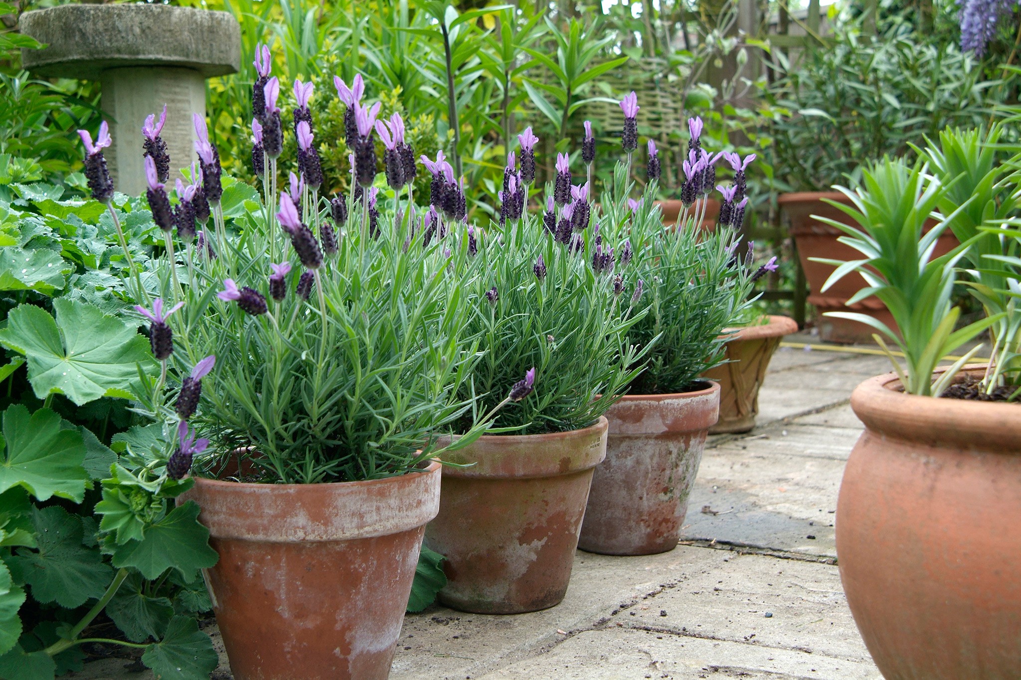 French lavender in pots