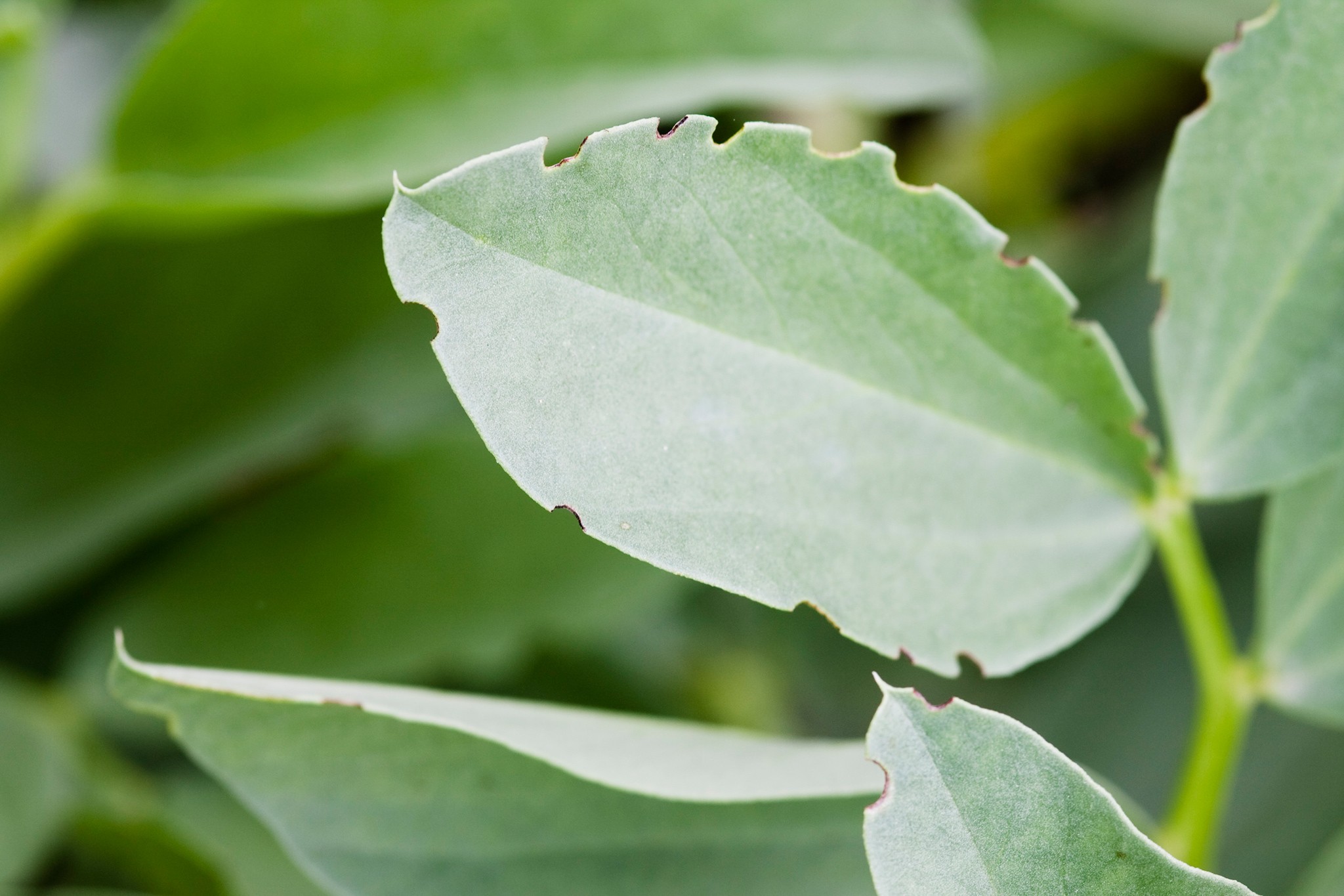 Vine weevil damage on leaf