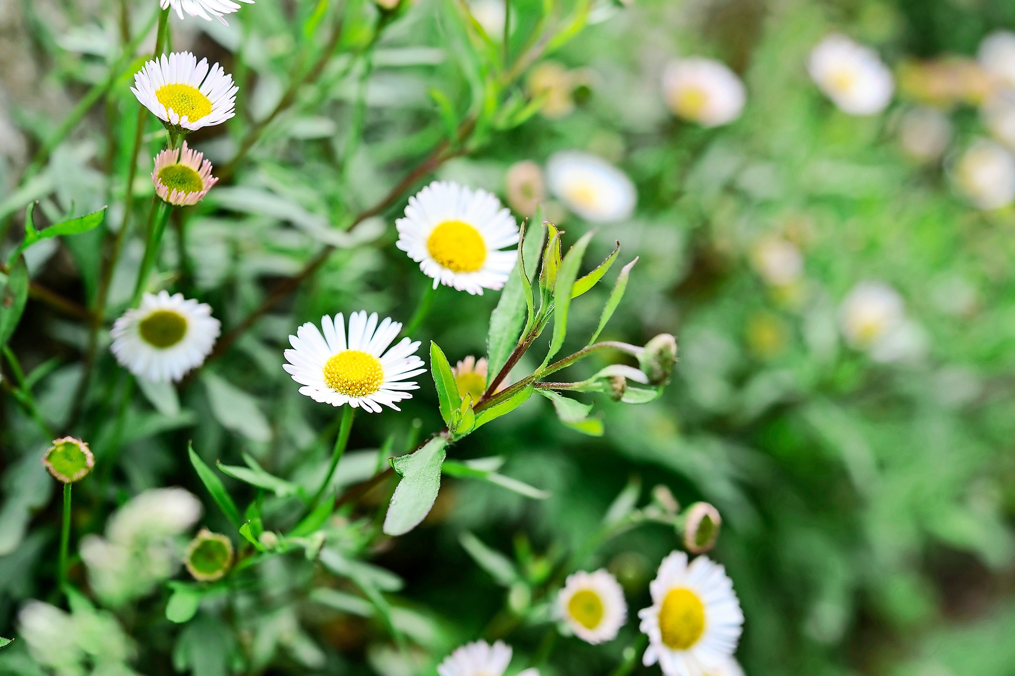 Mexican fleabane Erigeron karvinksianus