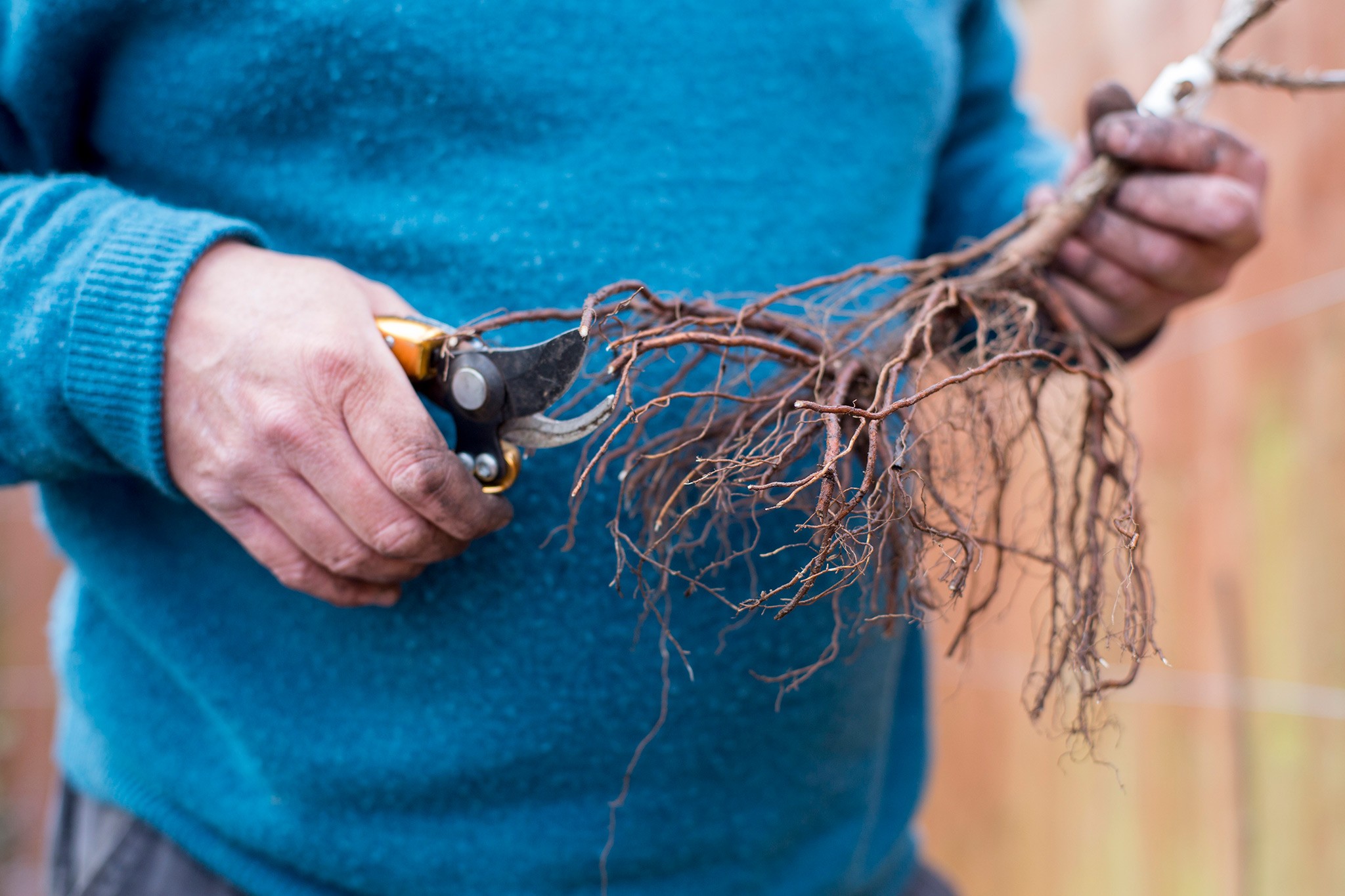 How to grow gooseberries - planting a bare-root gooseberry bush