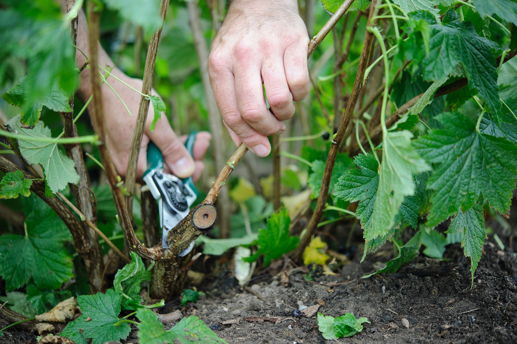 How to prune your plants - cutting out dead wood