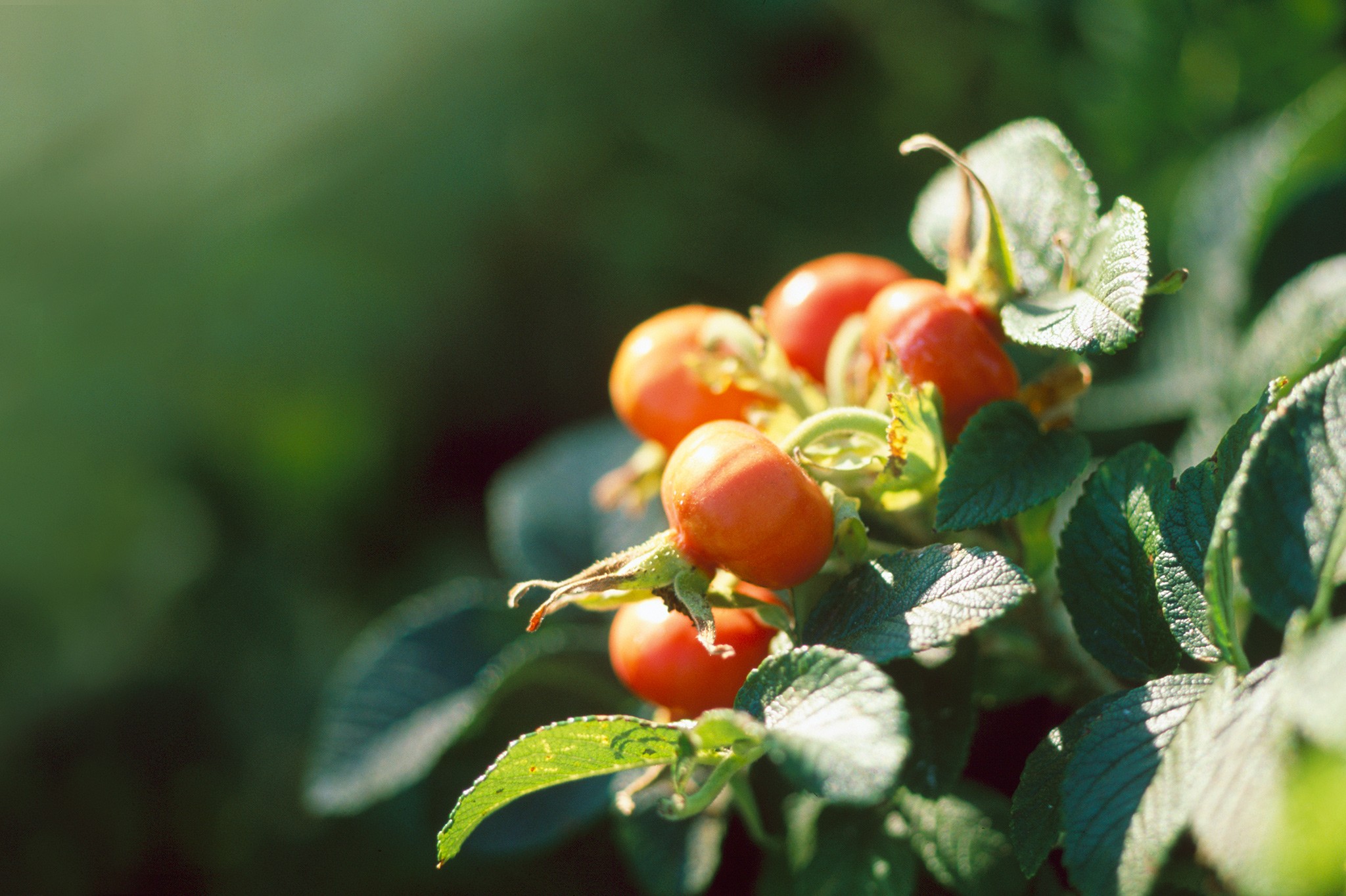 Rosa rugosa