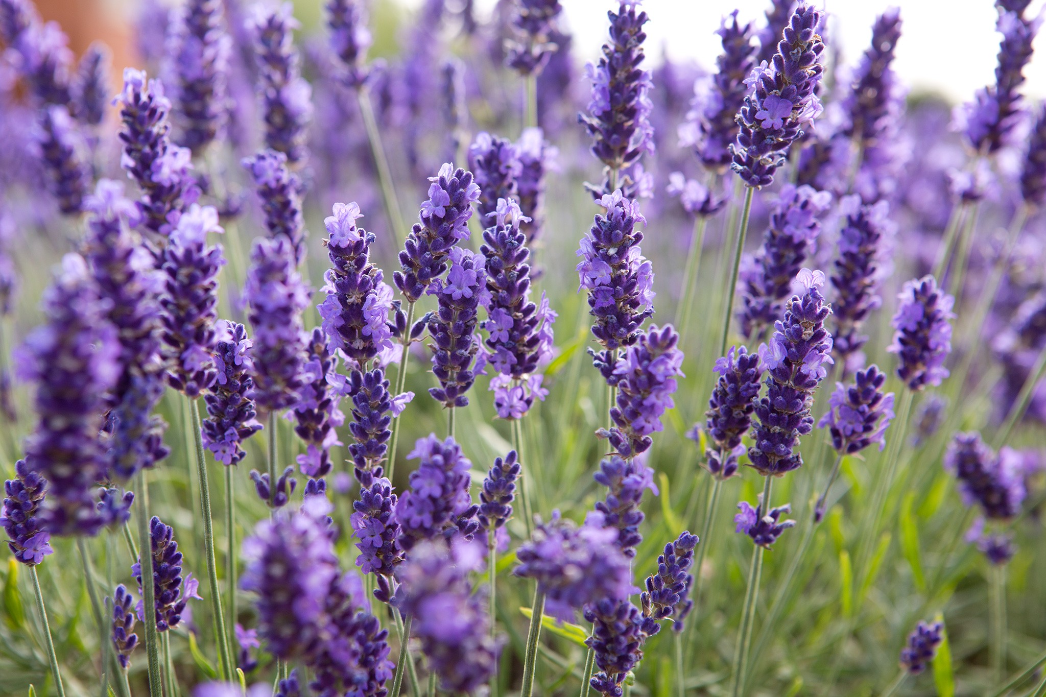 Lavender, lavandula