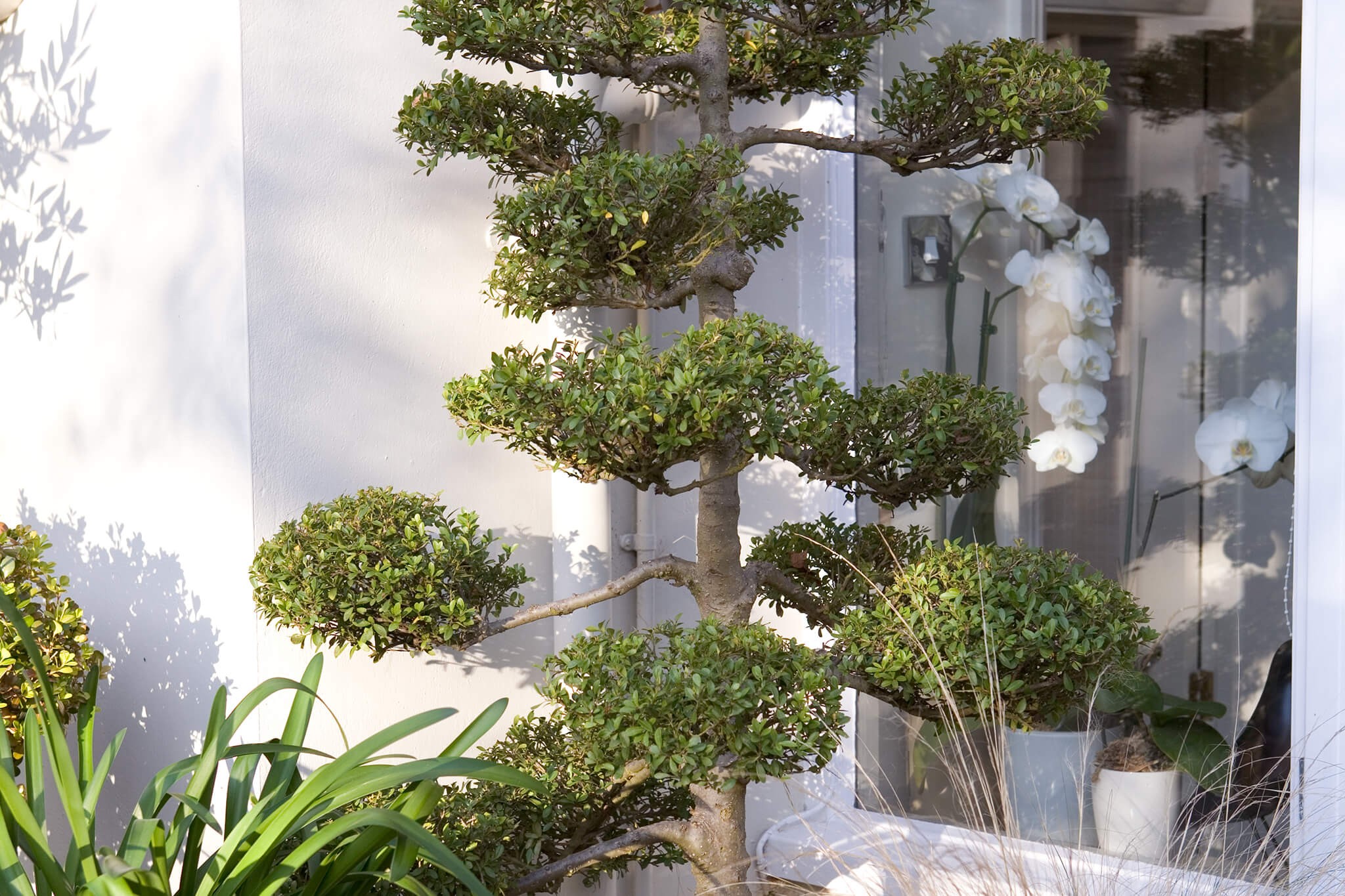 Front garden with cloud pruned box (Buxus)