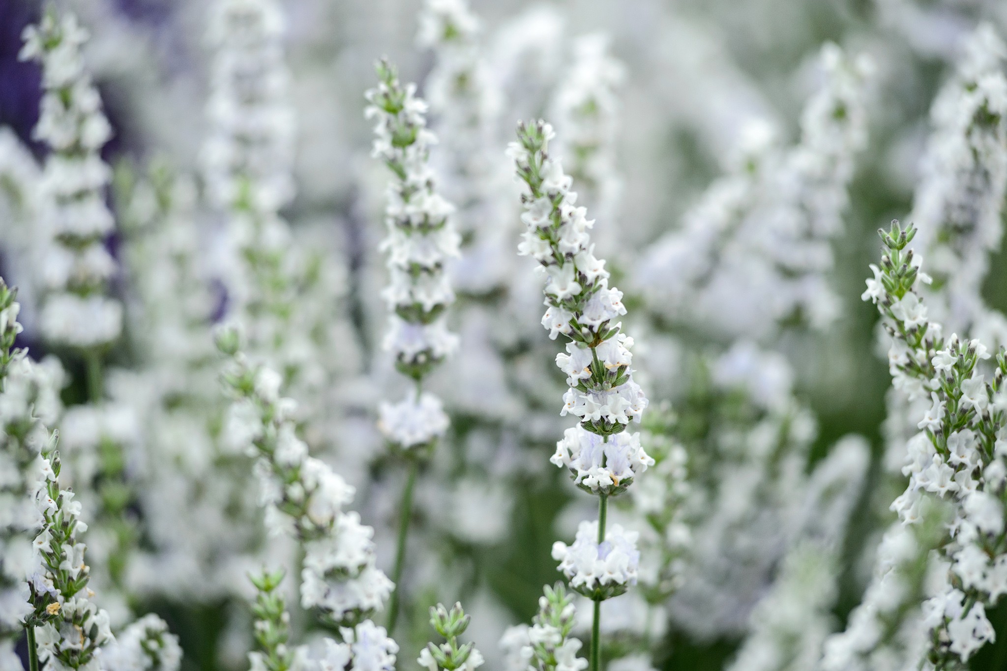 Lavandula x intermedia 'Edelweiss'