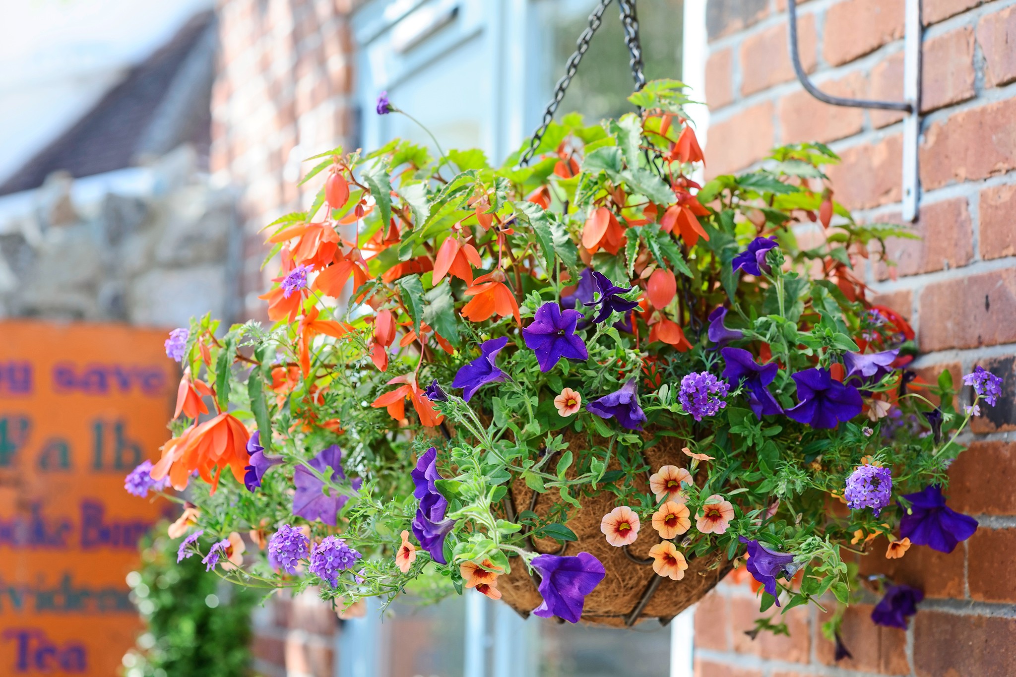 Hanging basket planted with begonias and petunuias