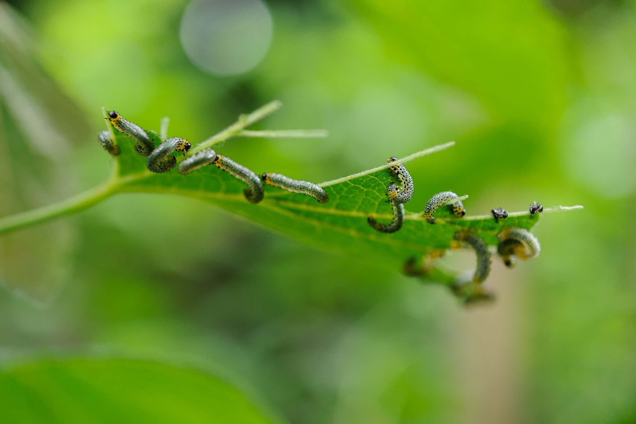 How to grow gooseberries - gooseberry sawfly larvae