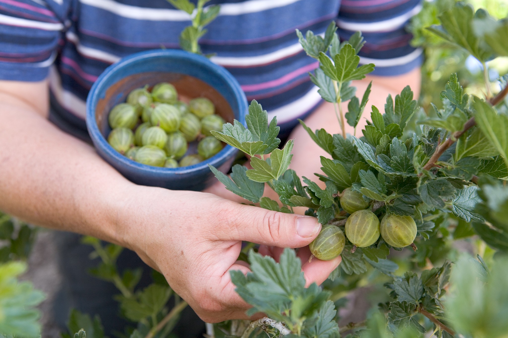 How to grow gooseberries - harvesting ripe gooseberries