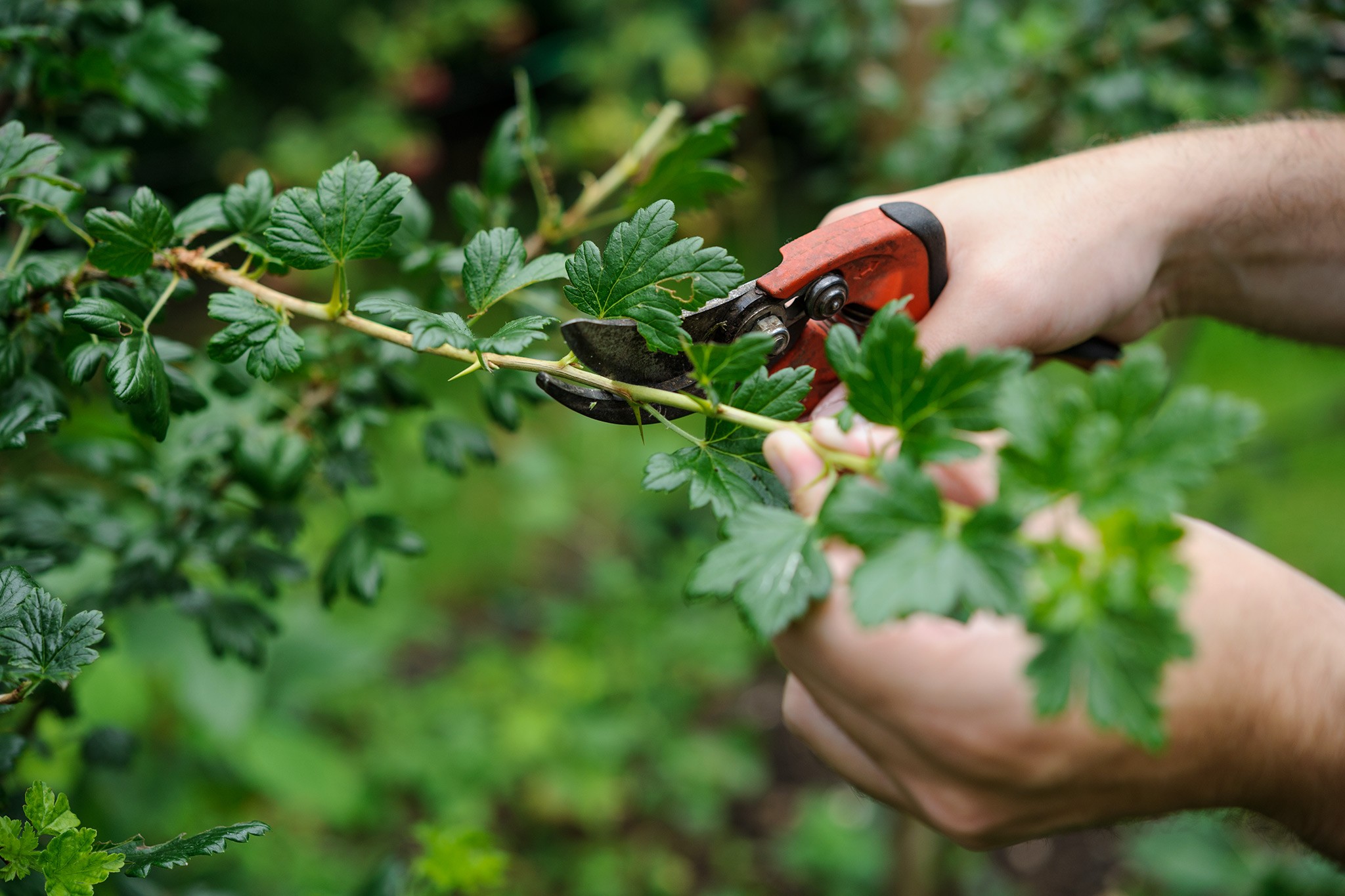 How to grow gooseberries - pruning a gooseberry bush