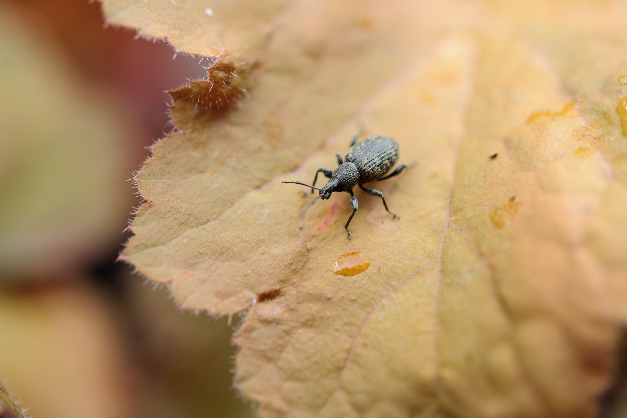 Vine weevil on a heuchera leaf