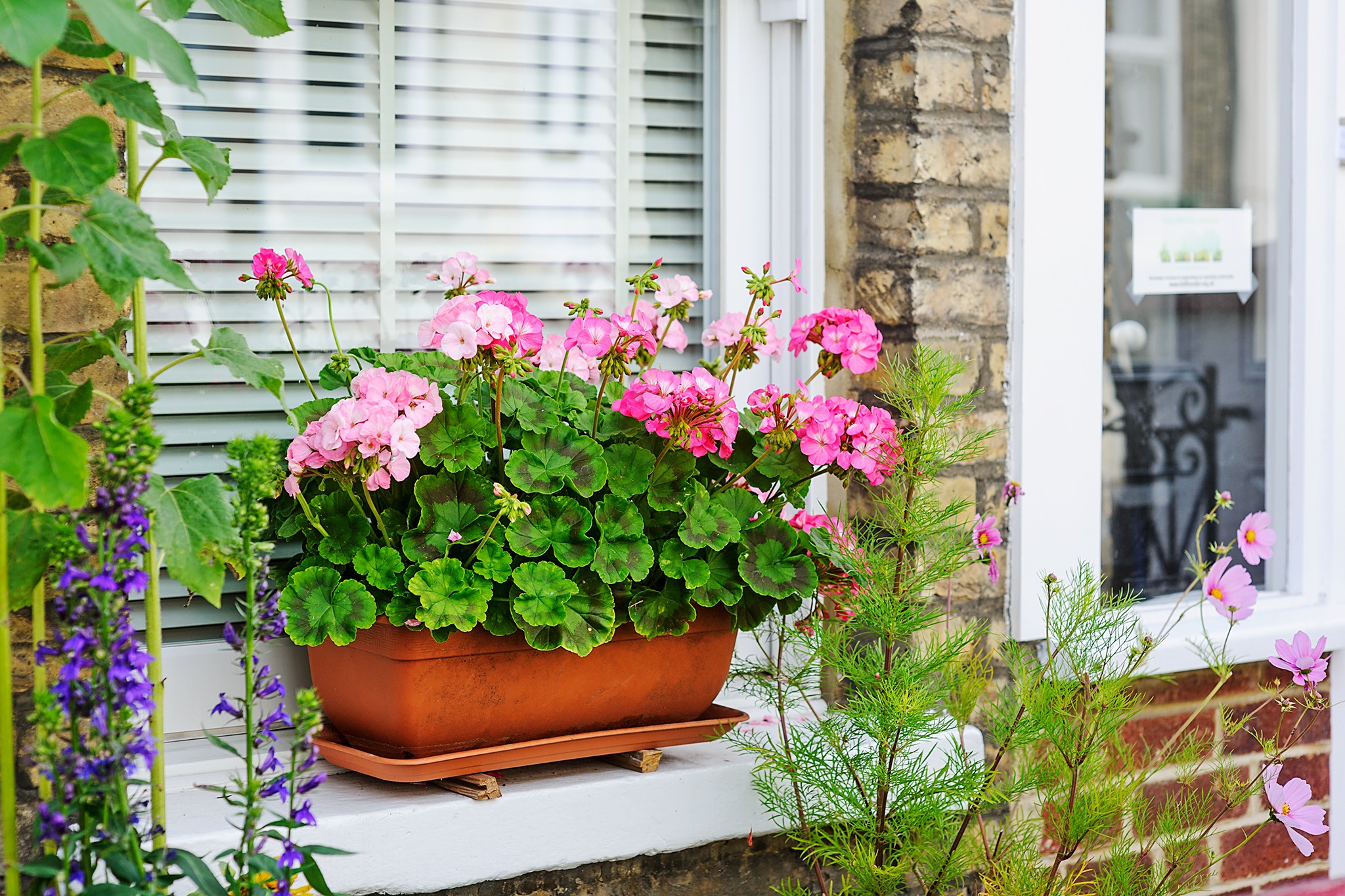 Pelargoniums in windowbox. Jason Ingram