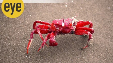 red crab