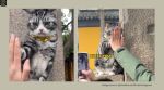 Temple cat in China is seen wearing a chunky gold-coloured chain