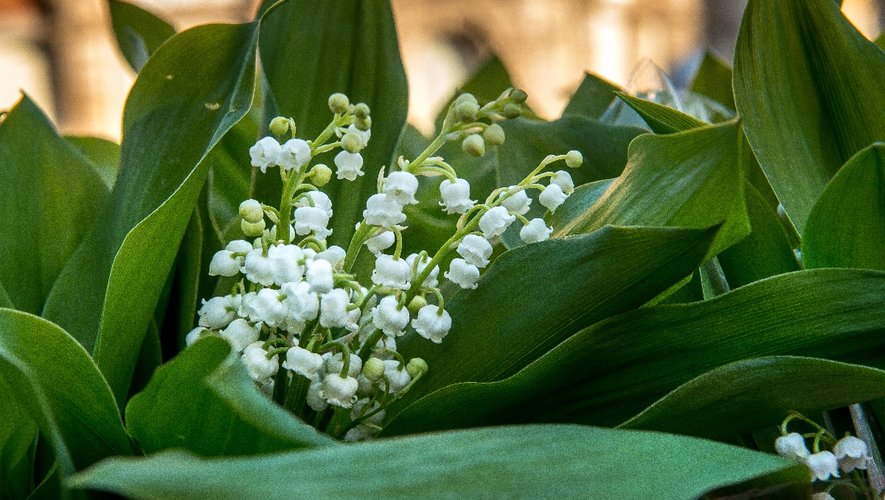 D Ou Vient La Tradition Du Muguet Du 1er Mai Ladepeche Fr