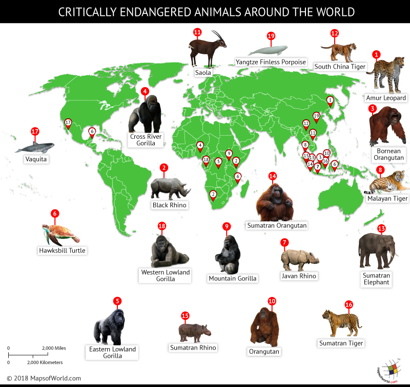 world's most endangered species