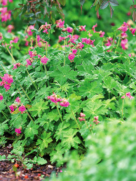 Bigroot Geranium