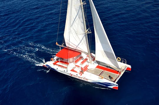 3-hour whale and dolphin observation on an eco-catamaran