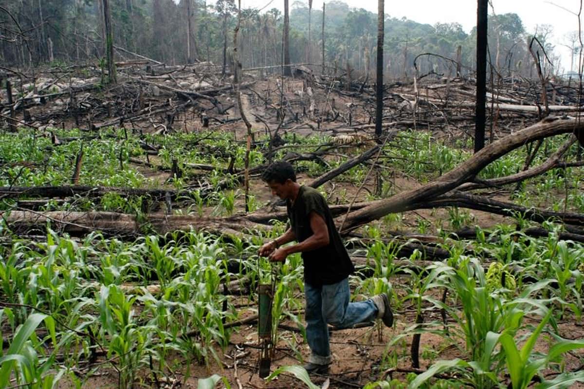 Brazil S Resettlement Of Farmers Has Driven Amazon Deforestation New Scientist