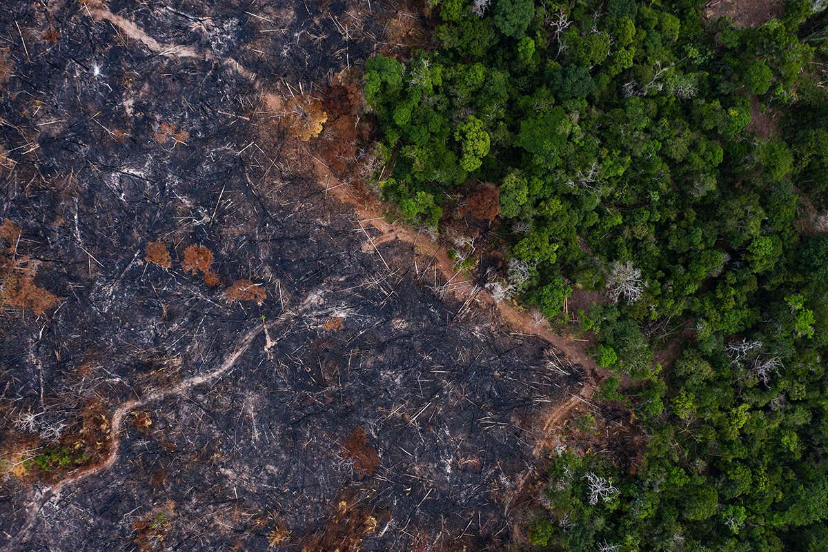 Amazon Deforestation Looks Set To Hit A Record High In New Scientist