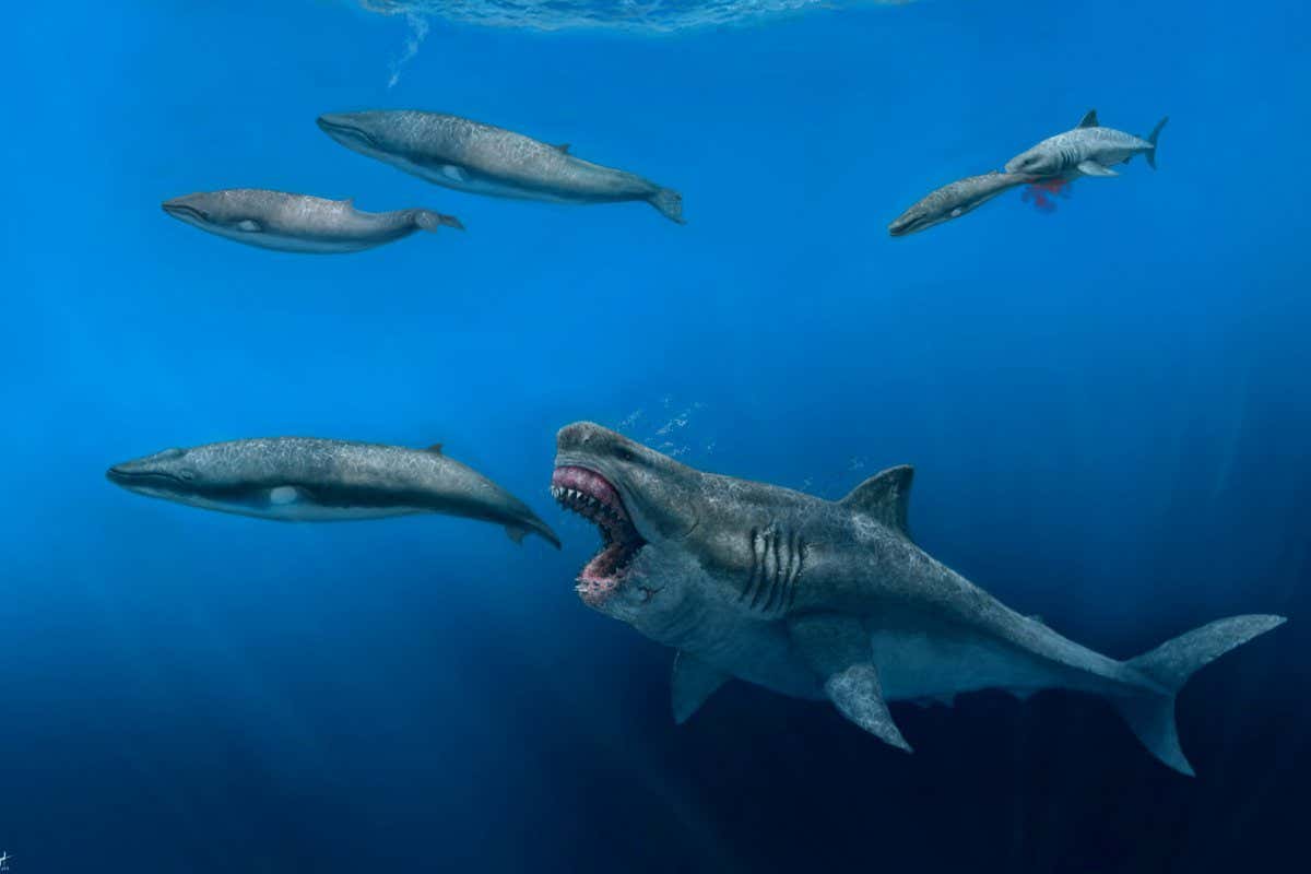 Exquisite fossils of Cretaceous shark solve mystery of how it hunted ...