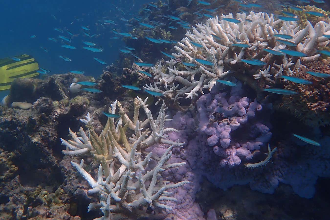 The shocking extent of latest Great Barrier Reef mass bleaching event ...