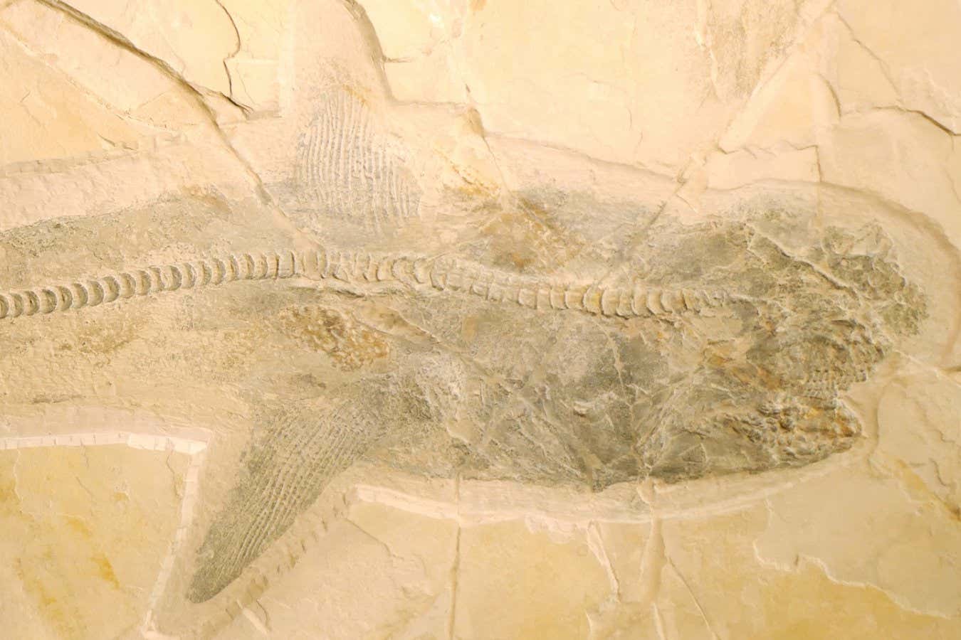 Exquisite fossils of Cretaceous shark solve mystery of how it hunted ... image.