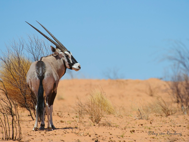 Desert Gemsbok - Antelope