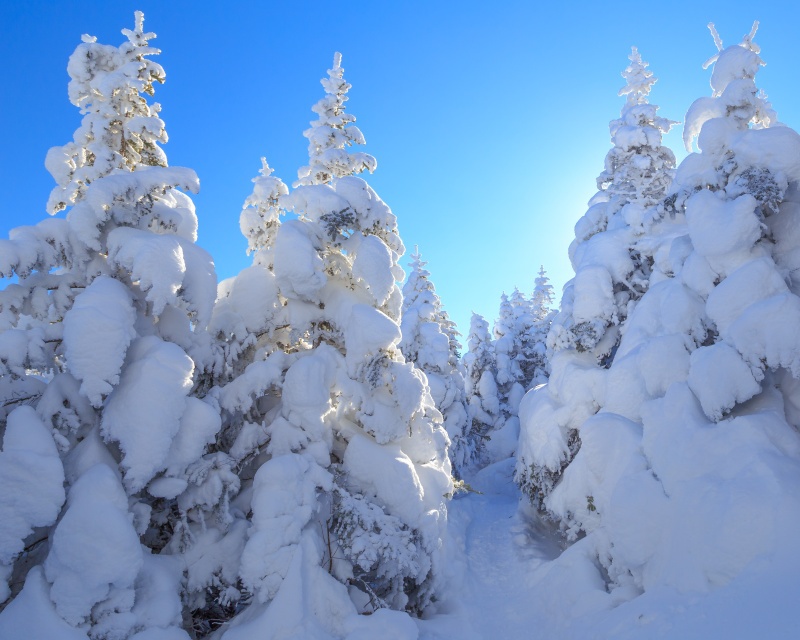 Backlit Snowy Spruce - White Mountains, New Hampshire