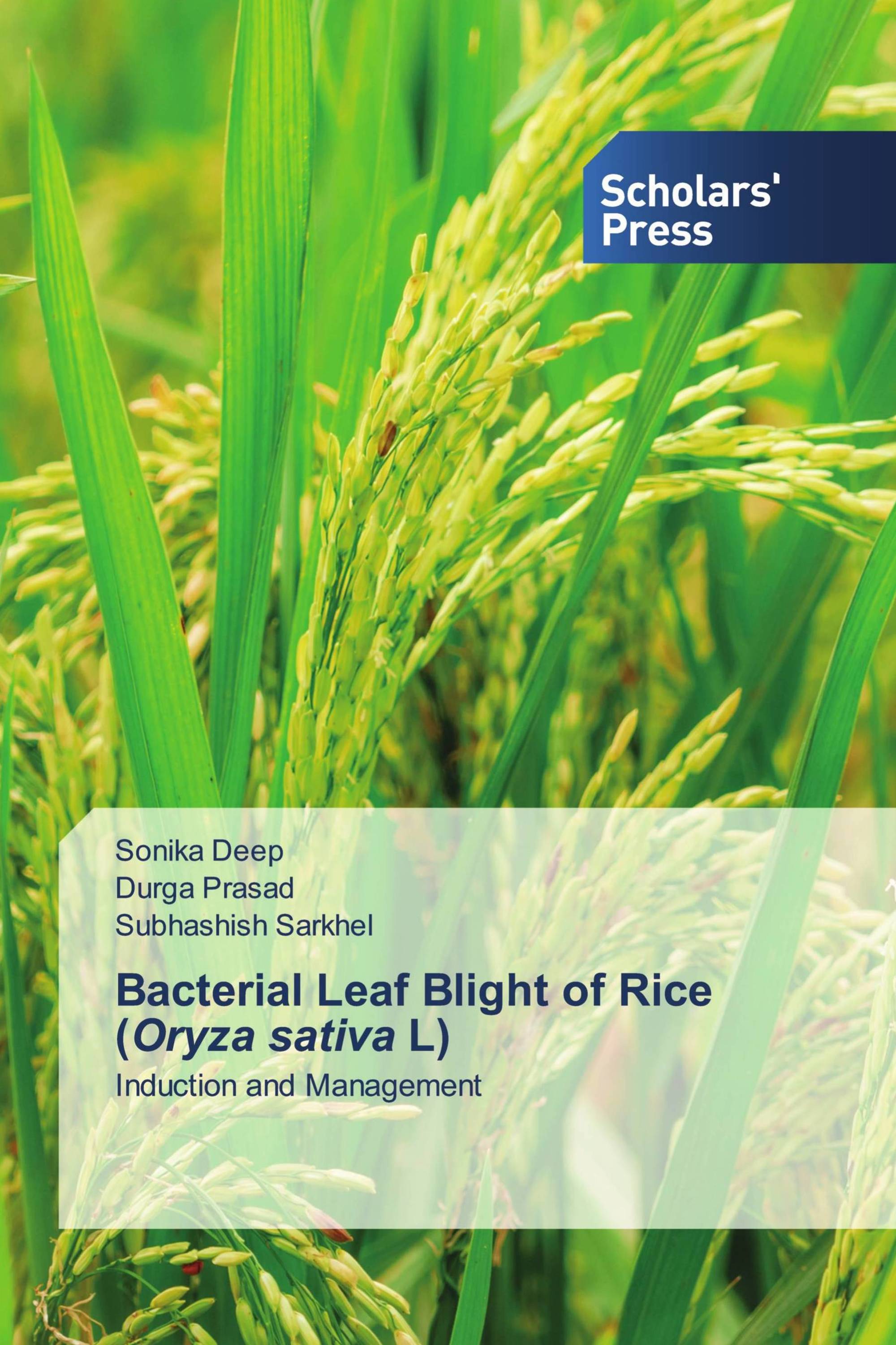 Bacterial Leaf Blight of Rice (Oryza sativa L) / 978-620-6-76927-9 ...