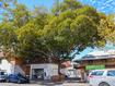 The 140yo Moreton bay fig tree in Fremantle.