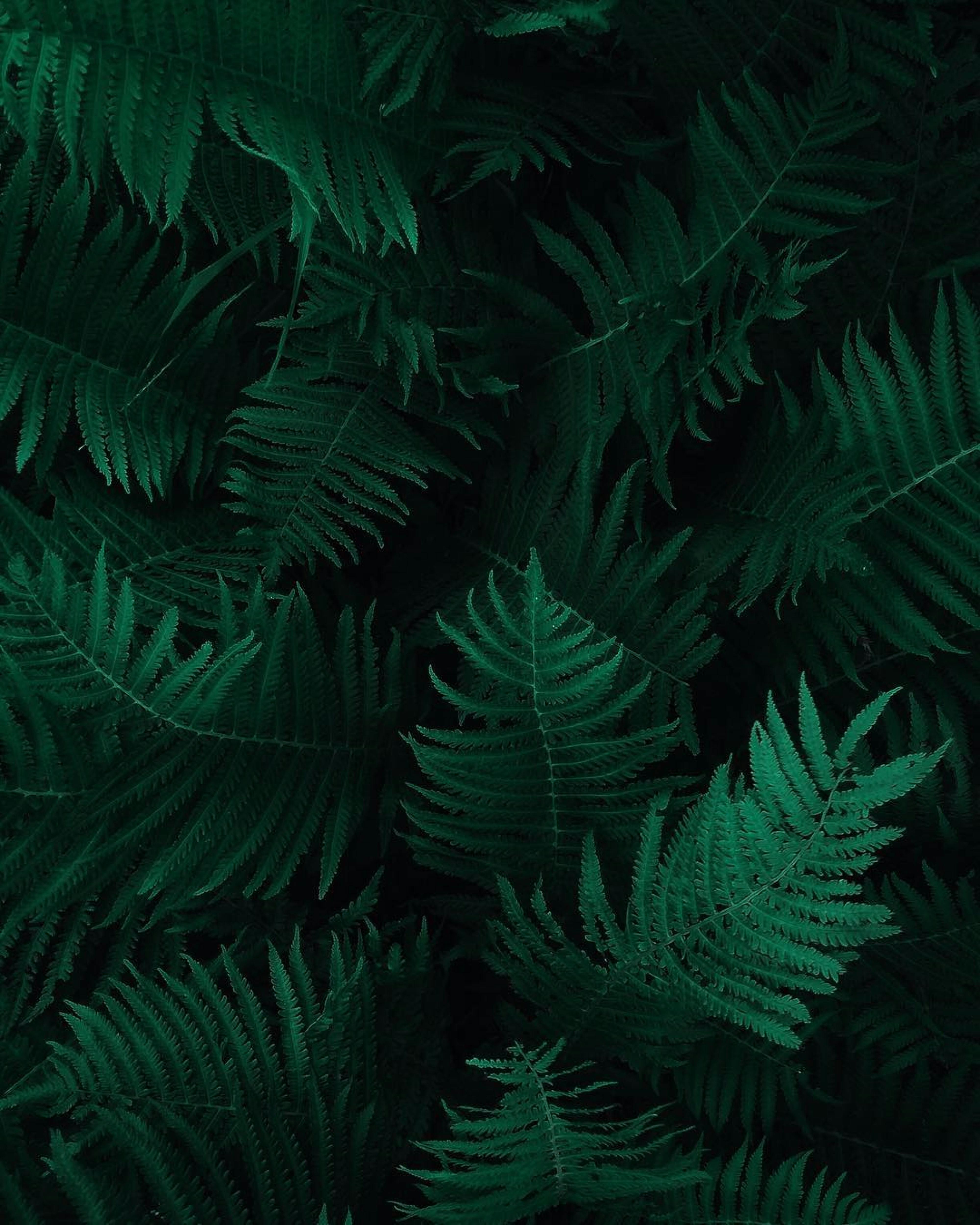 Wallpaper Leaves Green  Free photo on Pixabay  Pixabay